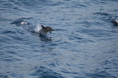 delfines-grecia.jpg